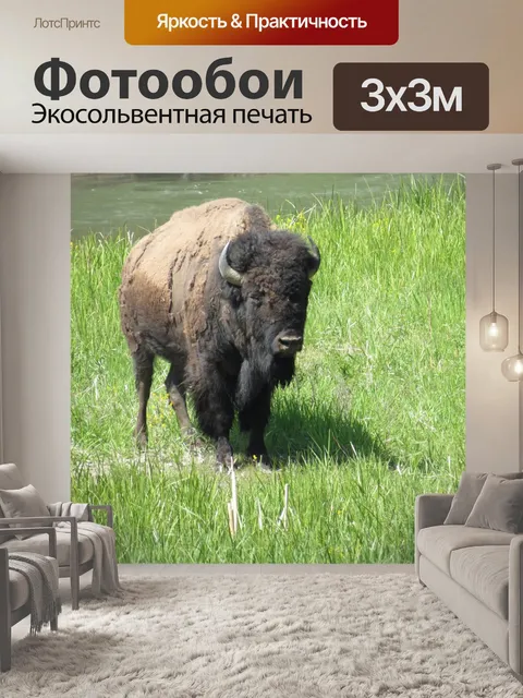 Фотообои Последнее Бизон