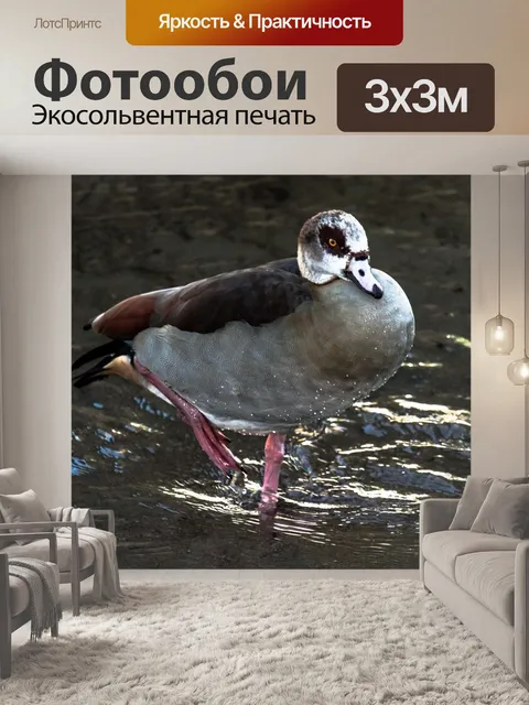 Фотообои Гусь