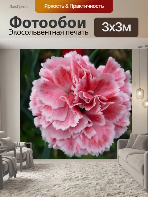 Фотообои Гвоздика