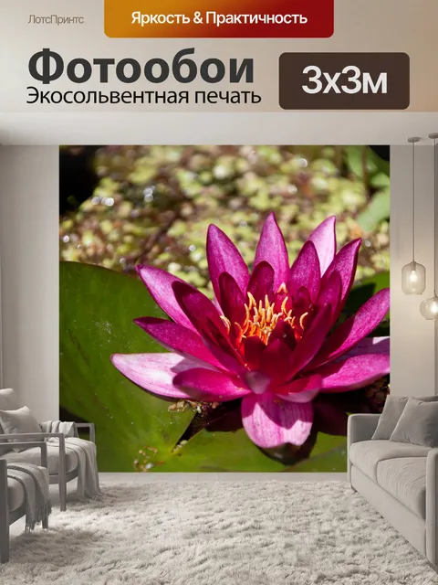 Фотообои пурпурный кувшинка