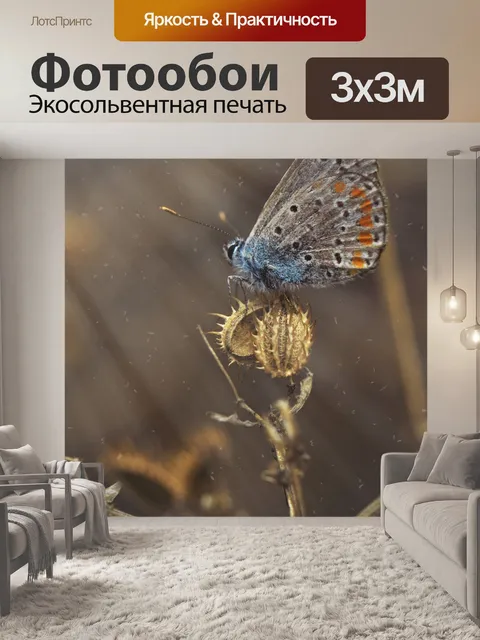 Фотообои Обыкновенная синяя бабочка
