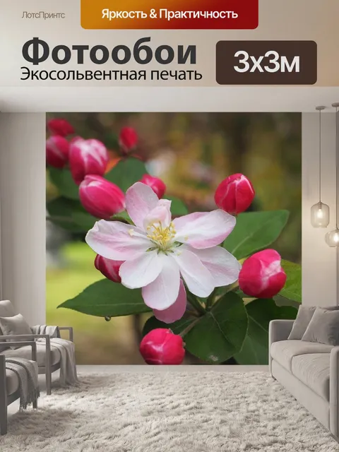 Фотообои Цветы бегонии