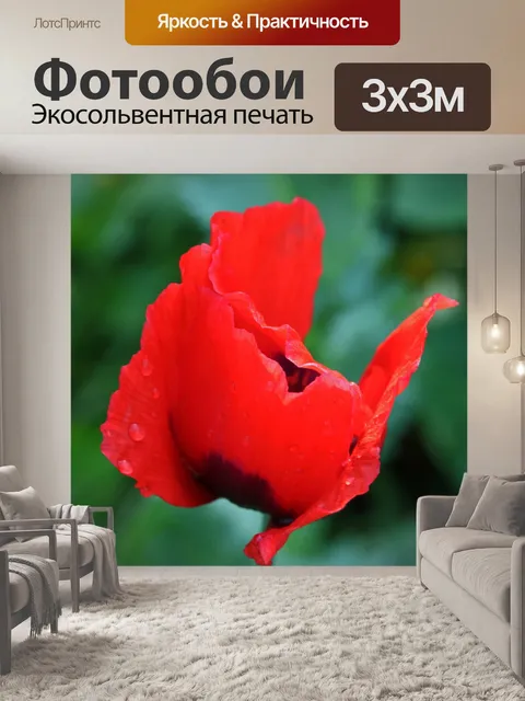 Фотообои Капли воды на красном цветке мака