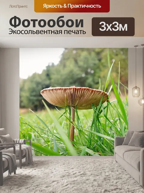 Фотообои Экран грибок
