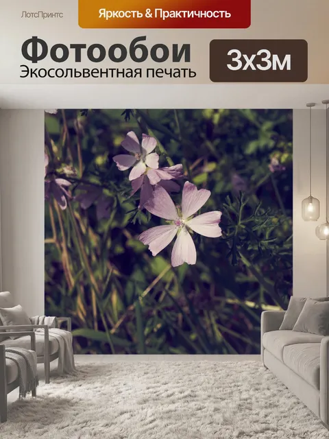 Фотообои Флокс, красивый цветок