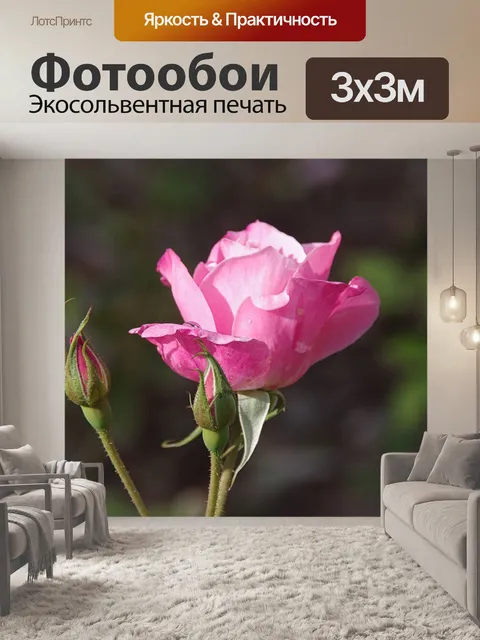 Фотообои Молодая розовая роза в саду