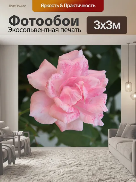 Фотообои Розовая роза