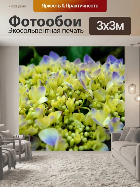 Фотообои Гортензия