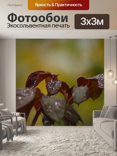Фотообои Листья в росе