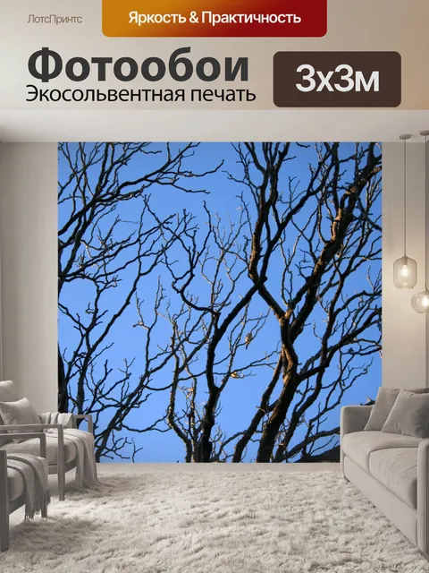 Фотообои голые зимние ветви и голубое небо