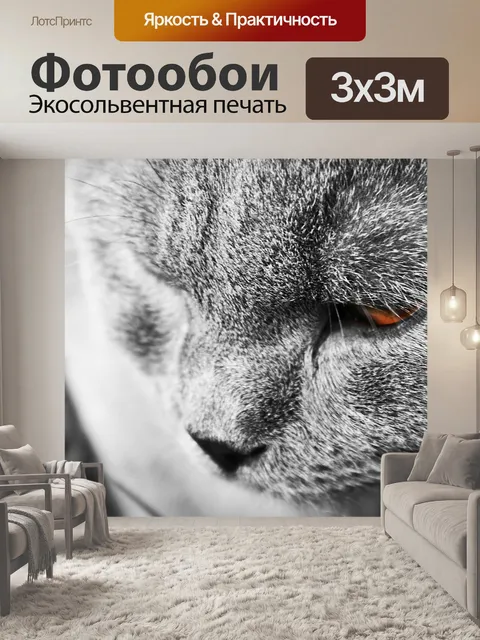 Фотообои Кот