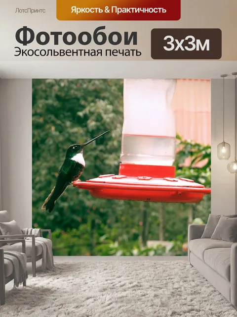 Фотообои Колибри
