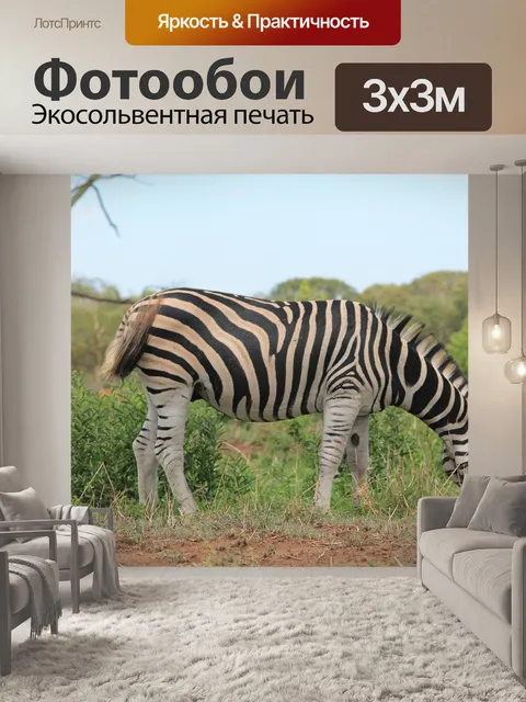 Фотообои Зебра