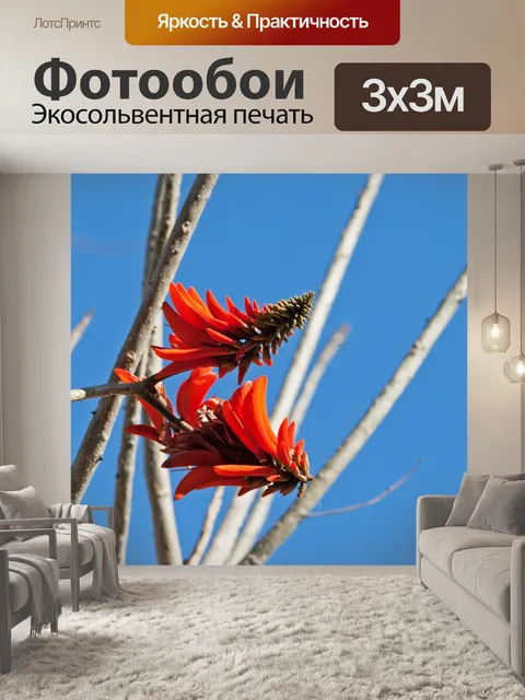 Фотообои Цветы кораллового дерева в красном