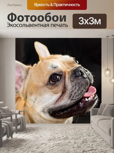 Фотообои Симпатичный французский бульдог