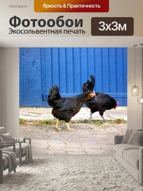 Фотообои Петух и курица
