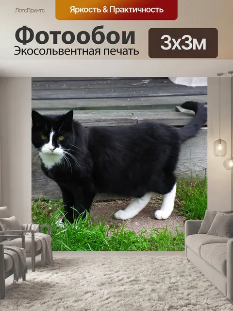 Фотообои Черная кошка