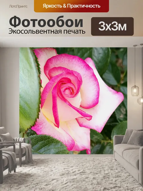 Фотообои Роза