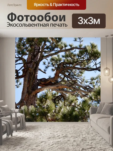Фотообои Старое сосновое дерево