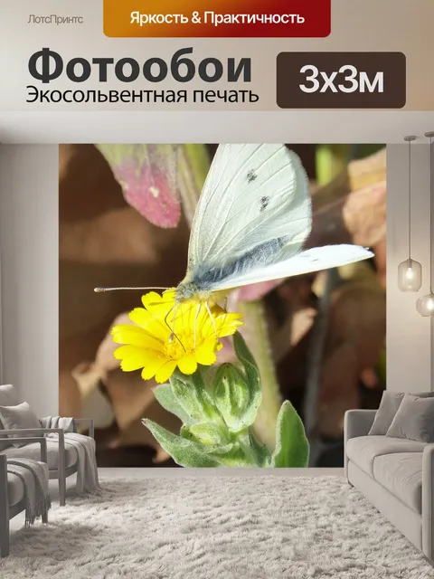 Фотообои Белая бабочка