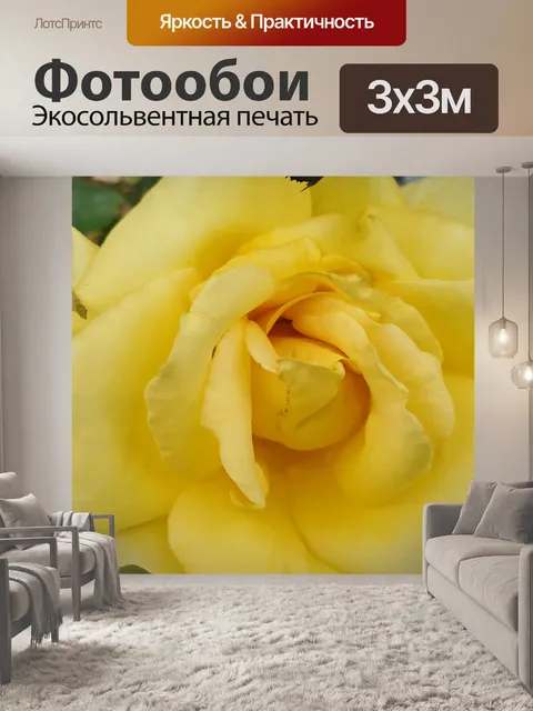 Фотообои Желтая роза фон