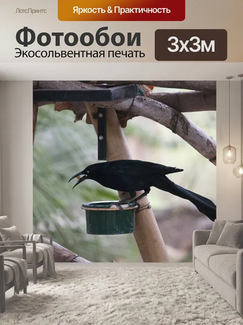 Фотообои Черная птица