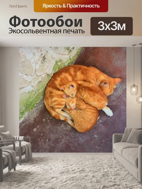 Фотообои Кошка