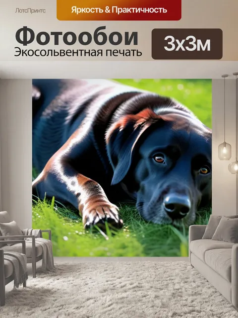 Фотообои собака, лежащая на траве под солнцем