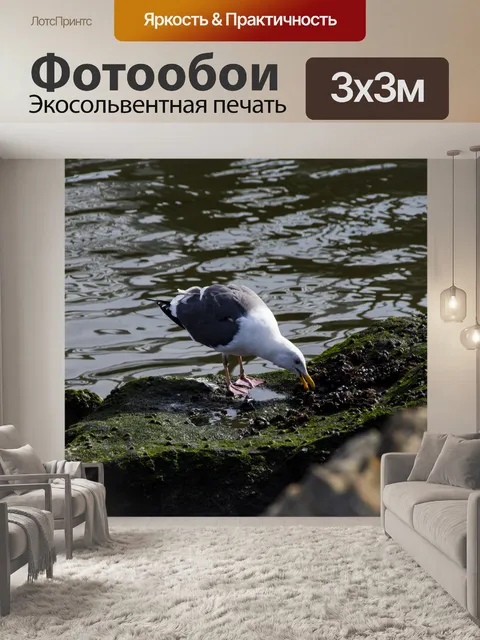 Фотообои Чайка ест мидии