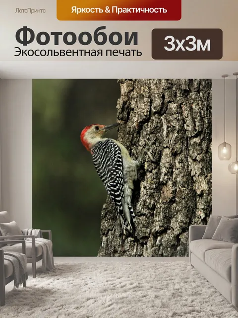 Фотообои Краснобрюхий дятел на дереве 4