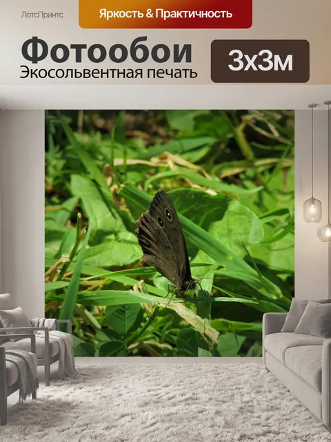 Фотообои Бабочка