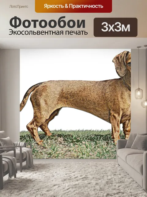 Фотообои Милая собака такса