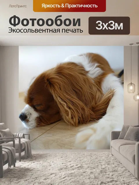 Фотообои Кавалер