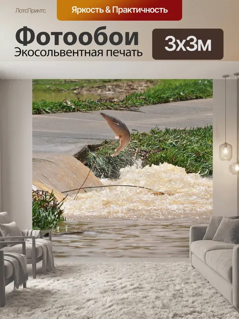 Фотообои Рыбы
