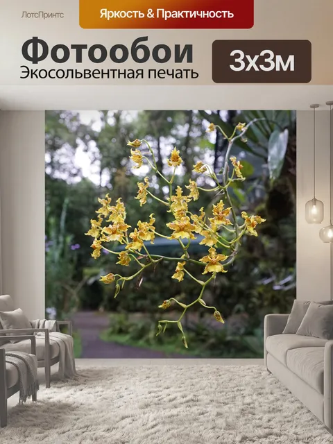 Фотообои Орхидея