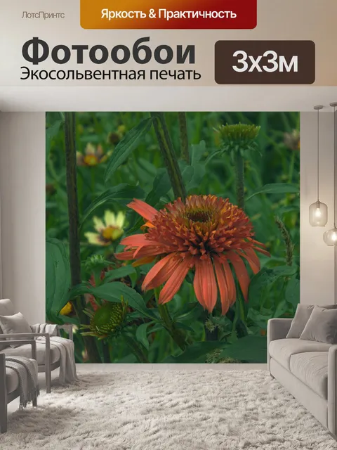 Фотообои Хризантема, осенний цветок