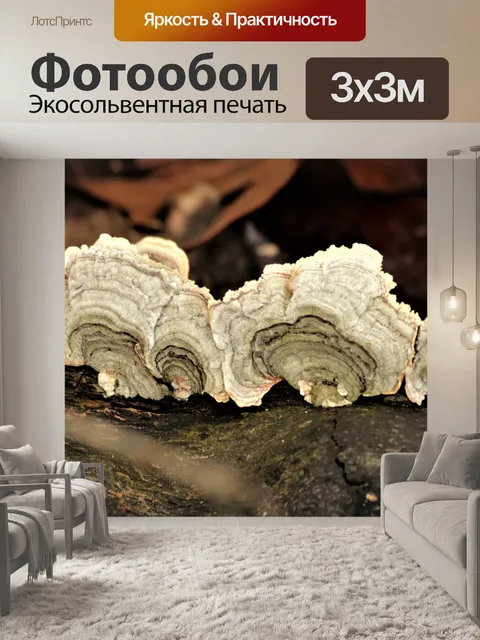 Фотообои Белый индюк хвост грибок крупным планом