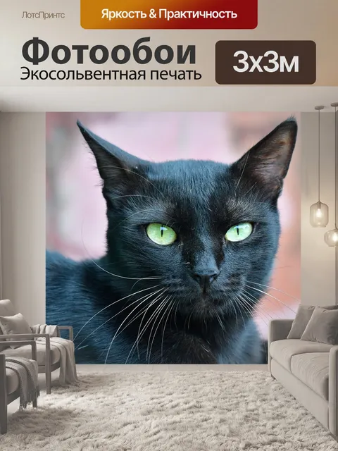 Фотообои Черный кот