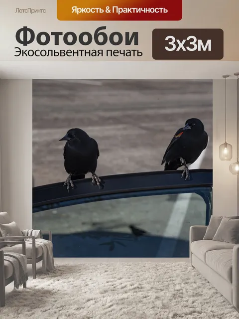 Фотообои Птицы на окне автомобиля
