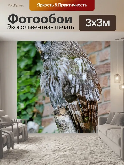 Фотообои Сова