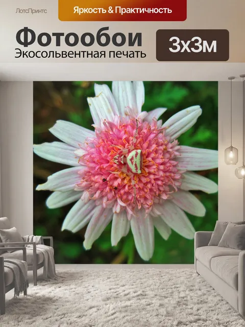 Фотообои Розовая маргаритка