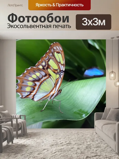 Фотообои Бабочка