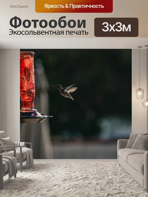 Фотообои Колибри в полете