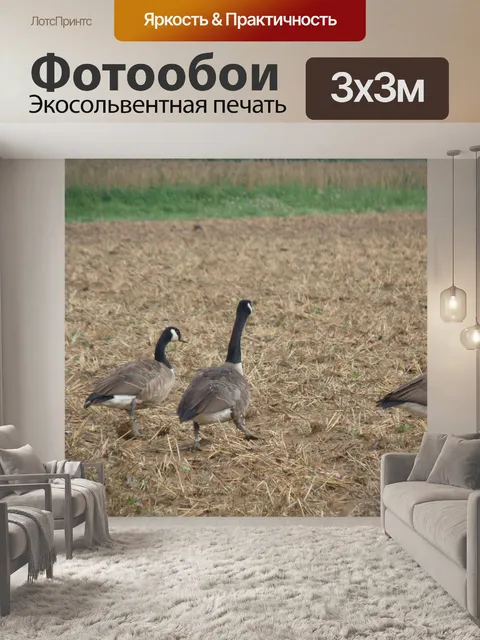 Фотообои Гуси