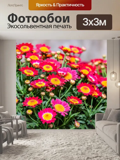 Фотообои Хризантема