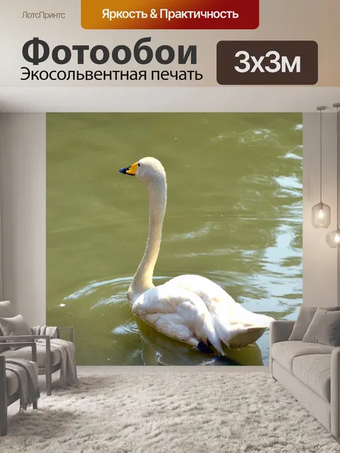 Фотообои Лебедь