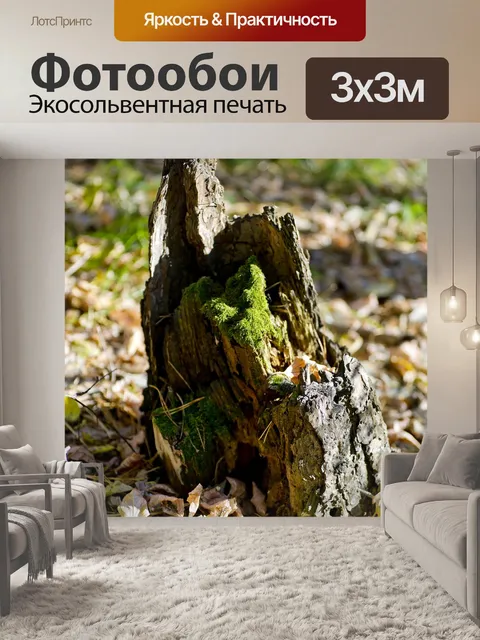 Фотообои Старый пень