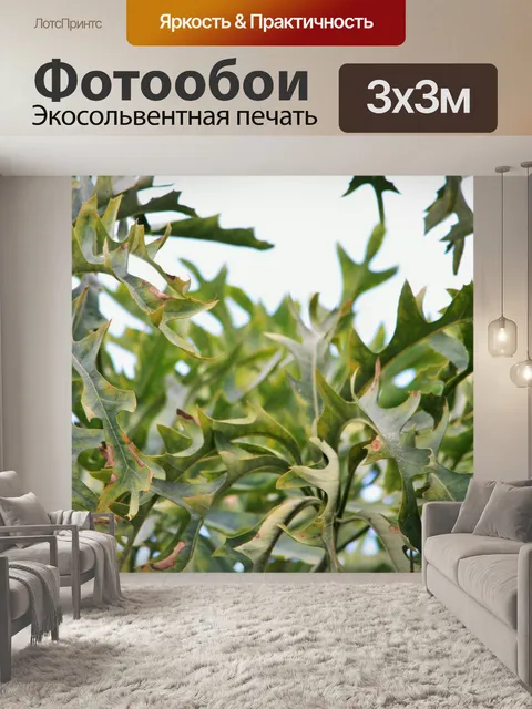 Фотообои Kiepersol листья деревьев