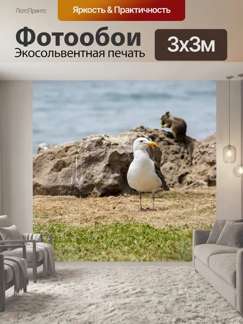 Фотообои Чайка белка океан