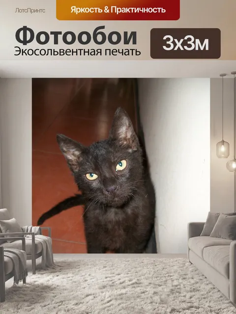 Фотообои Черная кошка
